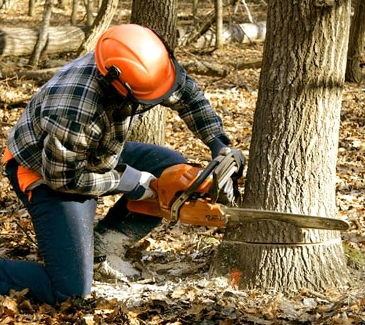 Tree Removal in Centrahoma, OK